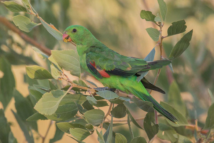 Rotflügelsittich (Aprosmictus erythropterus) im Outback des Northern Territorys bei Daly Waters.