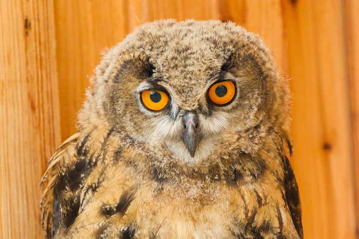 Ästling eines jungen Uhus (Bubo bubo) in der Wildvogelpflegestation von Moira Behn. 