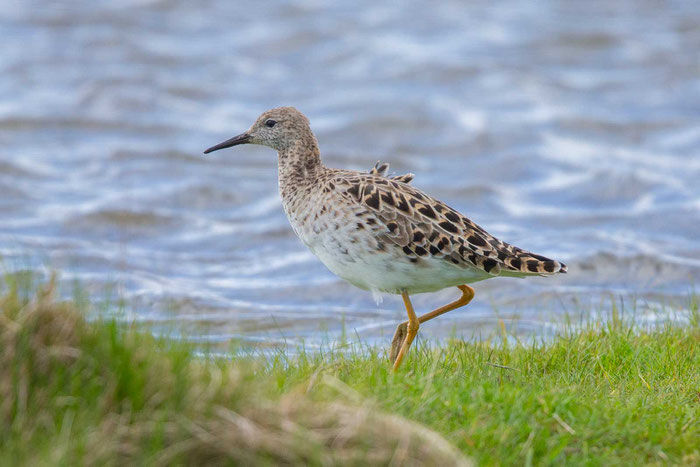 Kampfläufer, Philomachus pugnax, Ruff