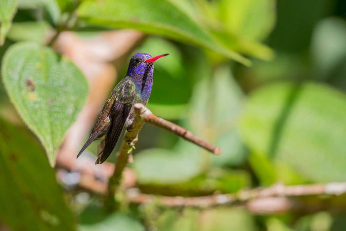 Weißkinn-Saphirkolibri (Hylocharis cyanu) im Küstenregenwald von Ubatuba (8/2015).