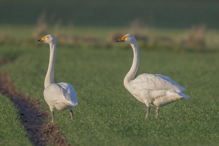 Singschwan, Cygnus cygnus, Whooper Swan