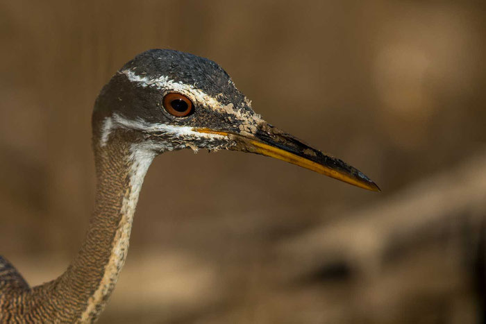 Sonnenralle (Eurypyga helias) im brasilianischen Pantanal.