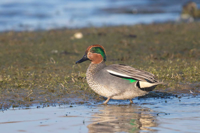 Krickente, Common Teal, Anas crecca