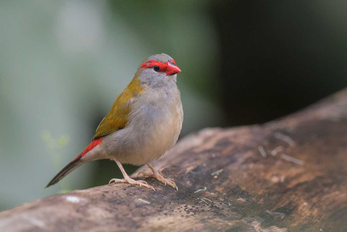 Dornastrild (Neochmia temporalis) auf dem Gelände der Kingfisher Park Birdwatchers Lodge.