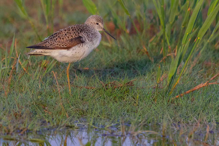 Teichwasserläufer (Tringa stagnatilis) an der rumänischen Schwarzmeerküste