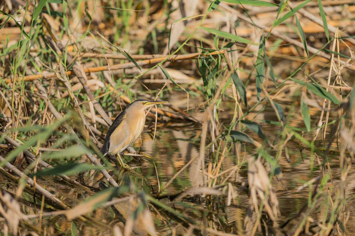 Zwergdommel (Ixobrychus minutus) im Parc natural de s’Albufera de Mallorca.