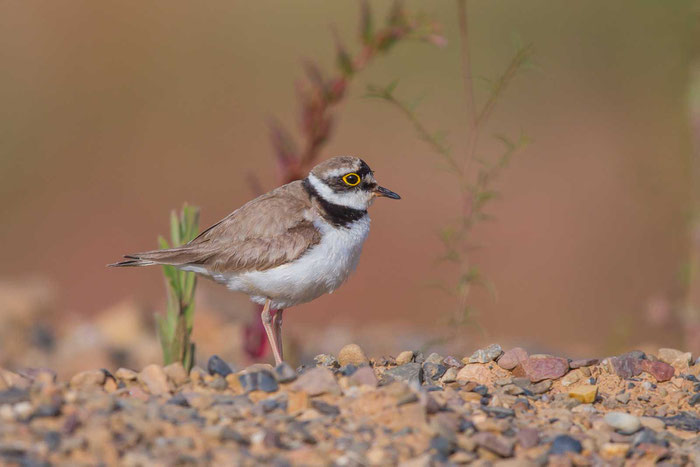 Flussregenpfeifer (Charadrius dubius), Marburg - 6/2014. 