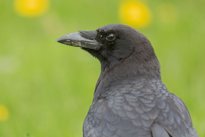 Amerikanerkrähe (Corvus brachyrhynchos)