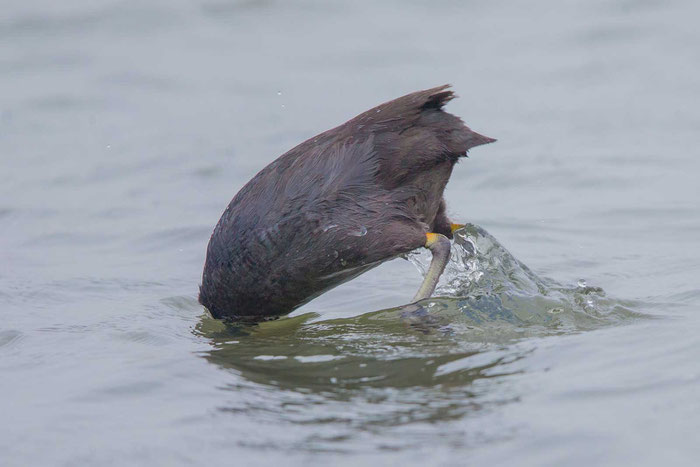 Blässhuhn (Fulica atra) im nordfriesischen Beltringharder Koog. 