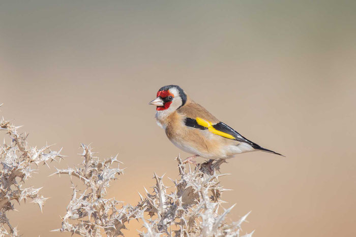 Stieglitz (Carduelis carduelis) an der portugiesischen Algarve.