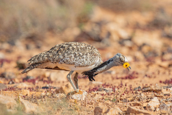 Männliche Kragentrappe (Chlamydotis undulata) auf der Insel Fuerteventura.