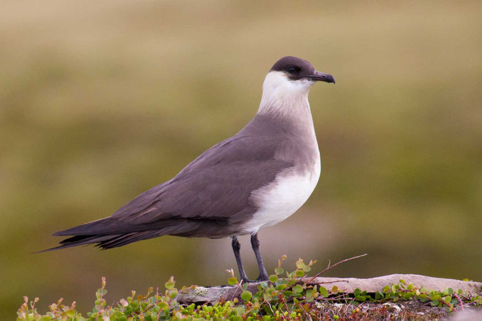 Schmarotzerraubmöwe (Stercorarius parasiticus) im norwegischen Varanger.