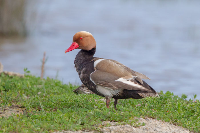 Kolbenente,  Netta rufina, Red-crested Pochard