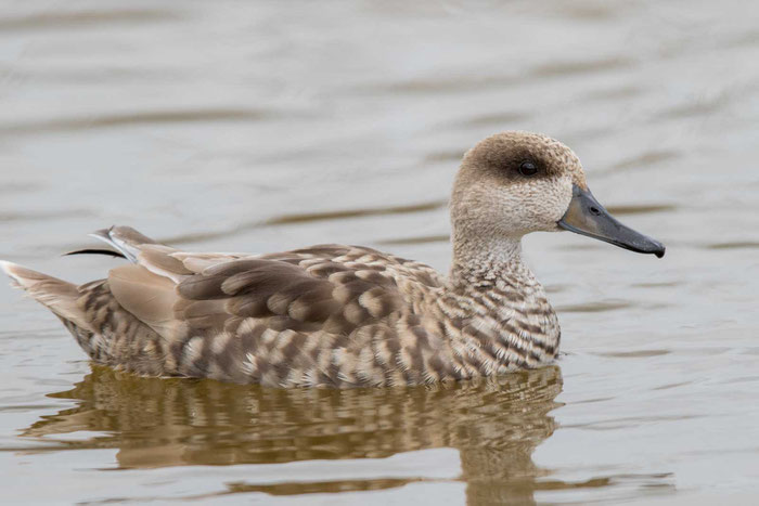 Marmelente, Marmaronetta angustirostris, Marbled Teal