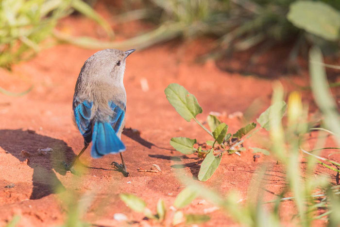 Türkisstaffelschwanz (Malurus splendens) im Übergangskleid im Desert Park von Alice Springs.