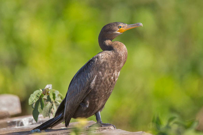 Olivenscharbe (Phalacrocorax brasilianus) im brasilianischen Pantanal.