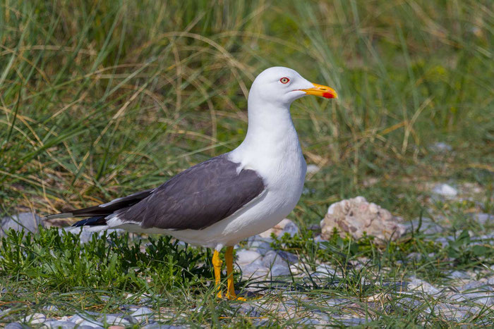 Heringsmöwe (Larus fuscus) auf der helgoländer Insel Düne.