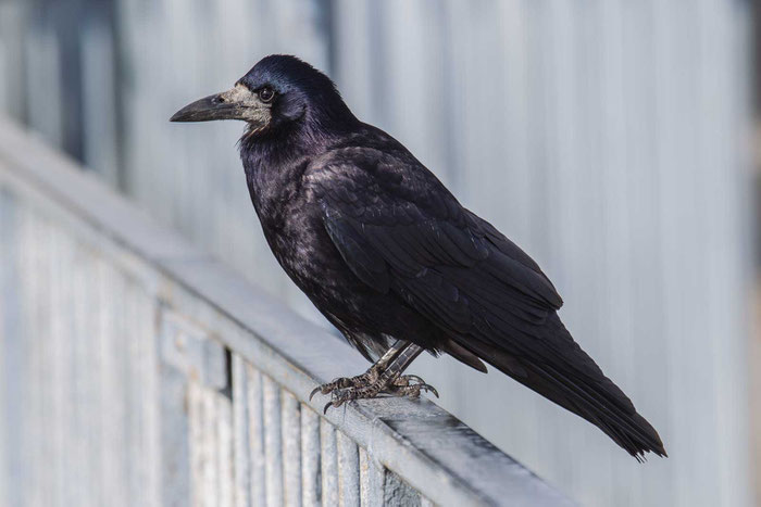 Saatkrähe (Corvus frugilegus) auf der Isle of Wight.