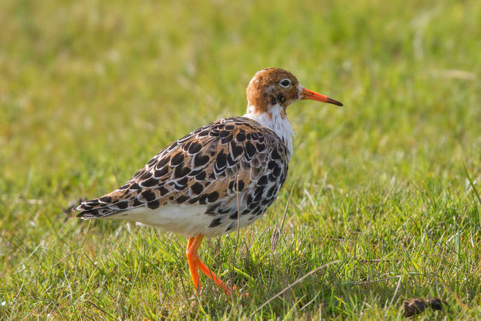 Kampfläufer (Philomachus pugnax) im Meldorfer Speicherkoog.