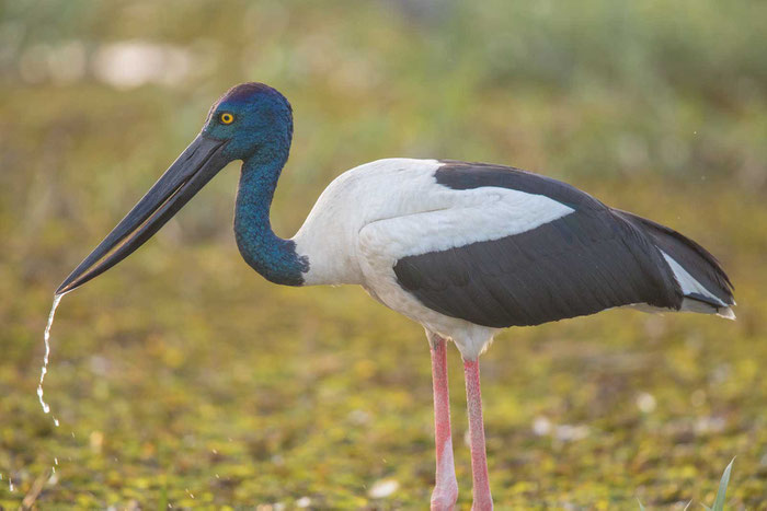 Riesenstorch  (Ephippiorhynchus asiaticus) im Kakadu-National Park in Australien.