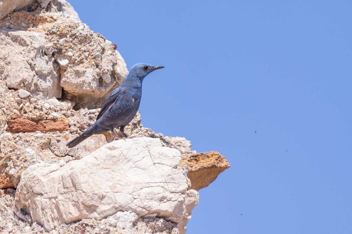 Blaumerle (Monticola solitarius) im Innenhof der Burg Larissa auf der griechischen Halbinsel Peloponnes.