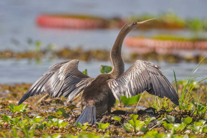 Amerikanische Schlangenhalsvogel (Anhinga anhinga) im brasilianischen Pantanal. 