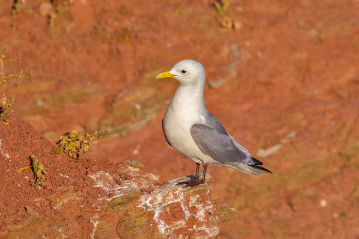 Dreizehenmöwe (Rissa tridactyla) im helgoländer Lummenfelsen.