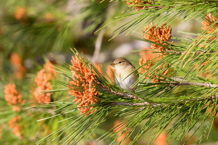 Iberienzilpzalp (Phylloscopus ibericus) - Iberian chiffchaff