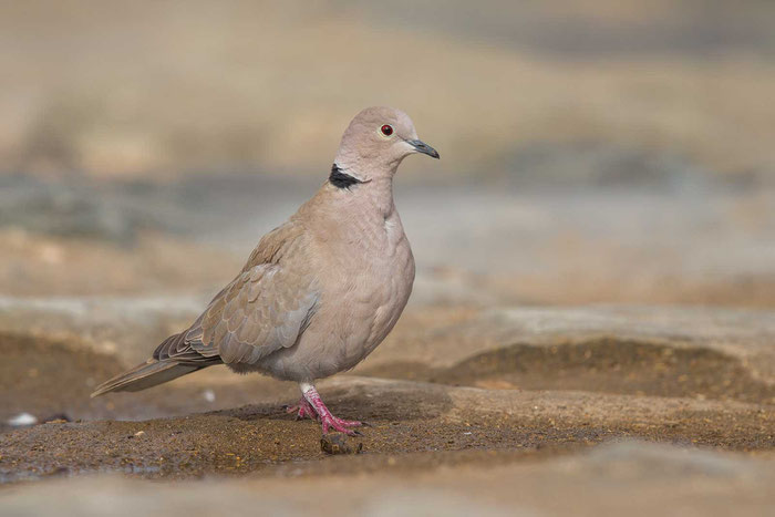 Türkentaube (Streptopelia decaocto), Gran Canaria 12/2016