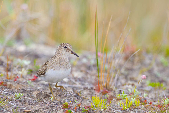 Temminckstrandläufer (Calidris temminckii) im Prachtkleid auf der nowegischen Varanger-Halbinsel.