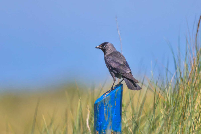 Dohle (Corvus monedula) in den Dünen der holländischen Texel. 