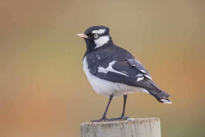 Stelzenmonarch (Grallina cyanoleuca) auf dem Gelände des St Kilda Adventure Playground bei Adelaide.