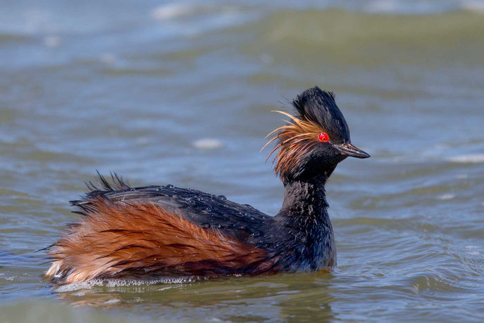 Schwarzhalstaucher (Podiceps nigricollis) im Beltringharder Koog. 