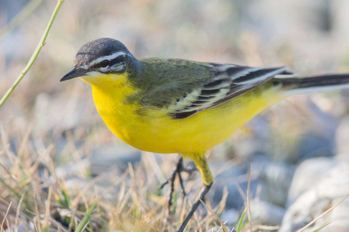 Schafstelze Typ dombrowskii (Motacilla flava 'dombrowskii') am Psifäischer See auf der griechischen Halbinsel Peloponnes im April 2017.