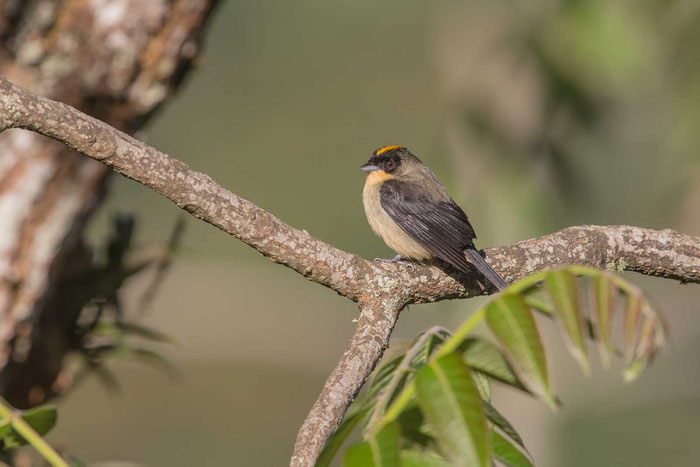 Schwarzgesichttangare (Trichothraupis melanops) auf dem Gelände des Hotel do Ype im Nationalpark von Itatiaia im brasilianischen Küstenregenwald. 