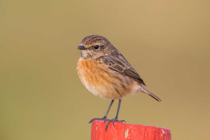 Schwarzkehlchen; Weibchen; female Stonechat, Saxicola rubicola 