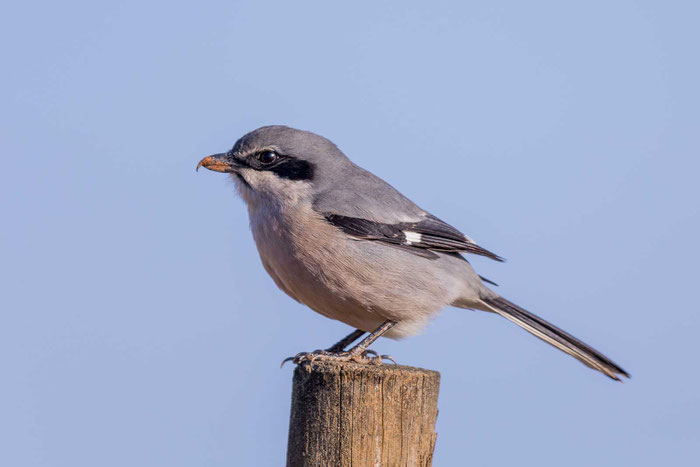 Iberienraubwürger (Lanius meridionalis) in der Pseudosteppe bei Castro Verde.