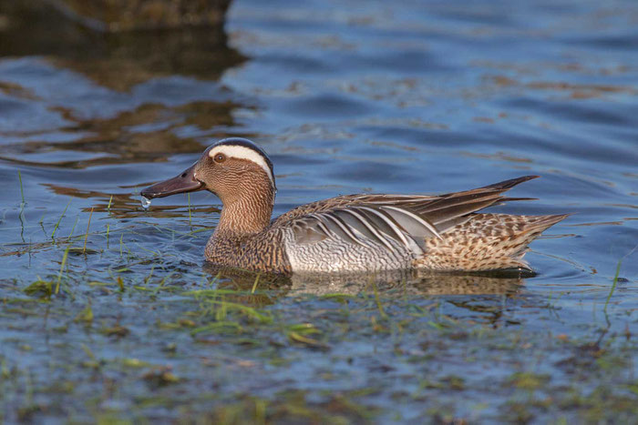 Knäkente, Anas querquedula, Garganey