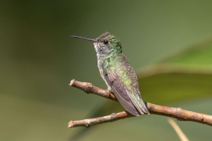 Glanzamazilie (Amazilia versicolor) im brasilianischen Küstenregenwald von Itatiaia.