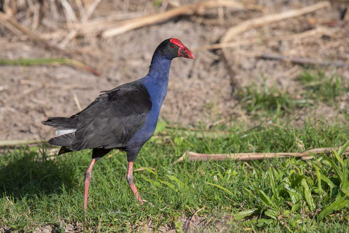 Pukeko (Porphyrio melanotu) an der Cassowary-Coast in Queensland/Australien.