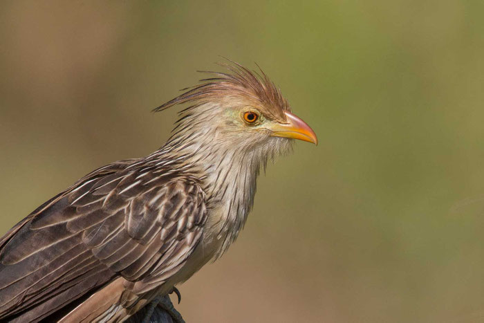 Guirakuckuck (Guira guira) im brasilianischen Pantanal.