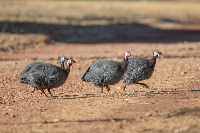 Helmperlhuhn (Numida meleagris) irgendwo im Outback zwischen Alices Springs und Darwin.