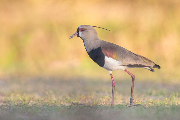 Bronzekiebitz (Vanellus chilensis) im barsilianischen Pantanal.