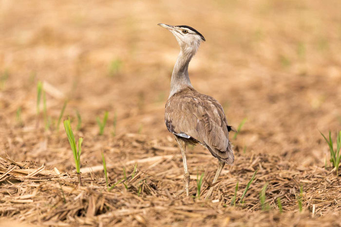 Wammentrappe (Ardeotis australis) in den Mareeba Wetlands von Queensland im Nordosten von Australien. 