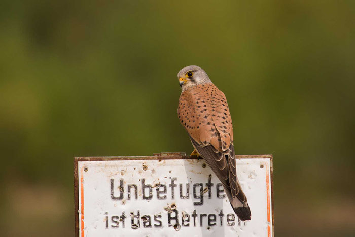 Männlicher Turmfalke (Falco tinnunculus) im marburger Lahntal.