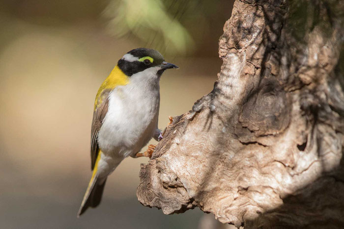 Goldmantel-Honigfresser (Melithreptus laetior) im Desert Park von Alice Springs.