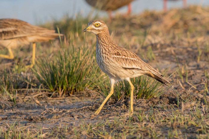 Triel (Burhinus oedicnemus) im Parc natural de s'Albufera de Mallorca.