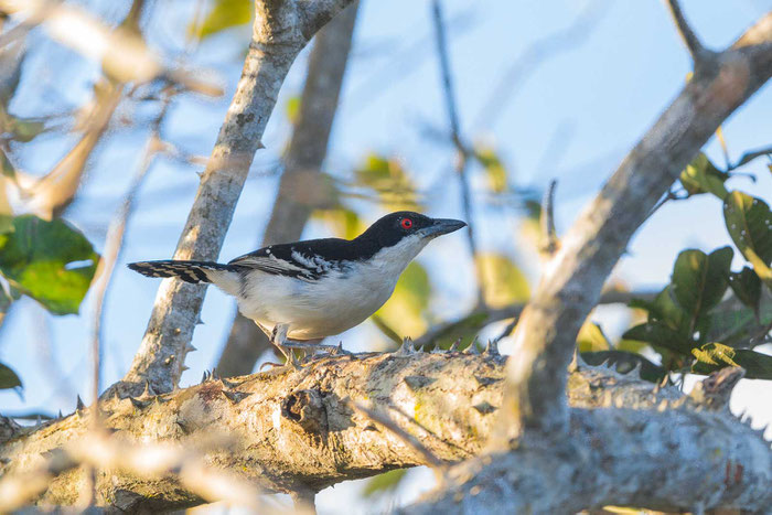  Weißbrust-Ameisenwürger (Taraba major) auf der Pouso Alegre Lodge im brasilianischen Pantanal.