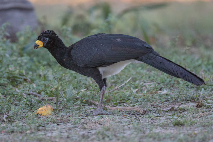 Nacktgesichthokko (Crax fasciolata) auf der Pouso Alegre Lodge im brasilianischen Pantanal.