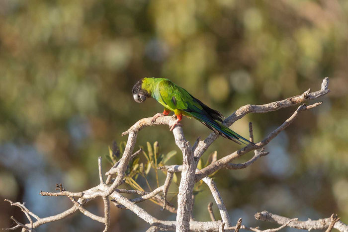 Nandaysittich (Aratinga nenday) im brasilianischen Pantanal.